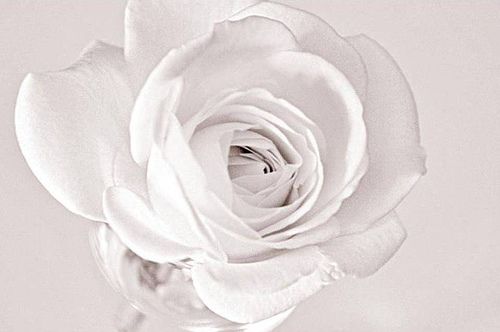 Weiße Rose: Widerstandsgruppe von Hans & Sophie Scholl