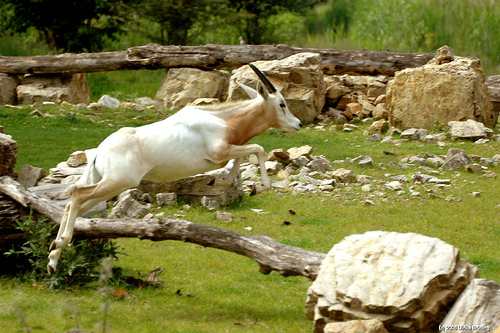 Antilope Säbelantilope im Leipziger Zoo