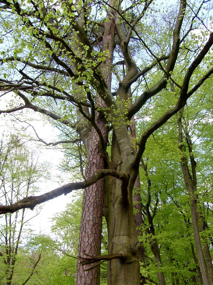 Natur pur: zwei Bäume sind zusammengewachsen