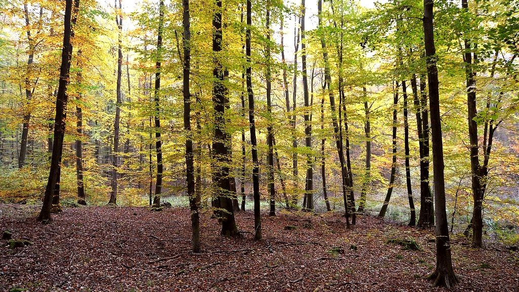 Baum im Wald