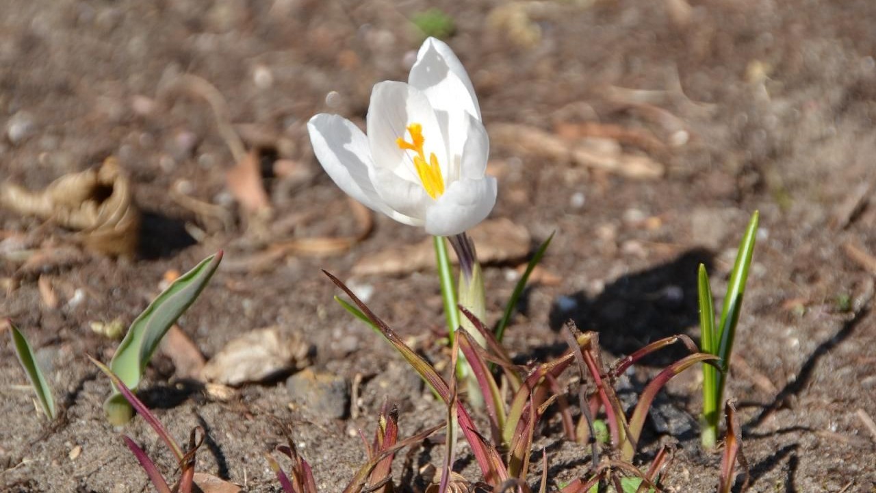 Kleine Blume im Frühjahr