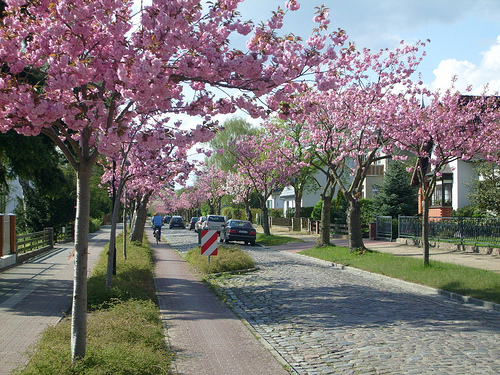 Frühling mit rosa Kirschblüten